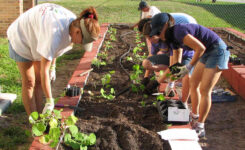 Gardening