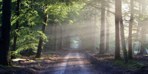 Road in a forest