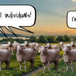 Individual sheep