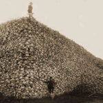 Pile of bison skulls